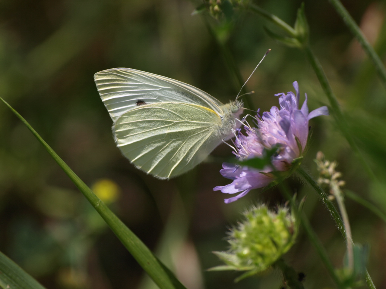 Pieris brassicae L.