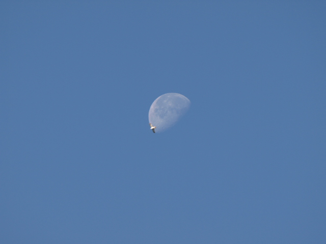 pigeon landing on the Moon