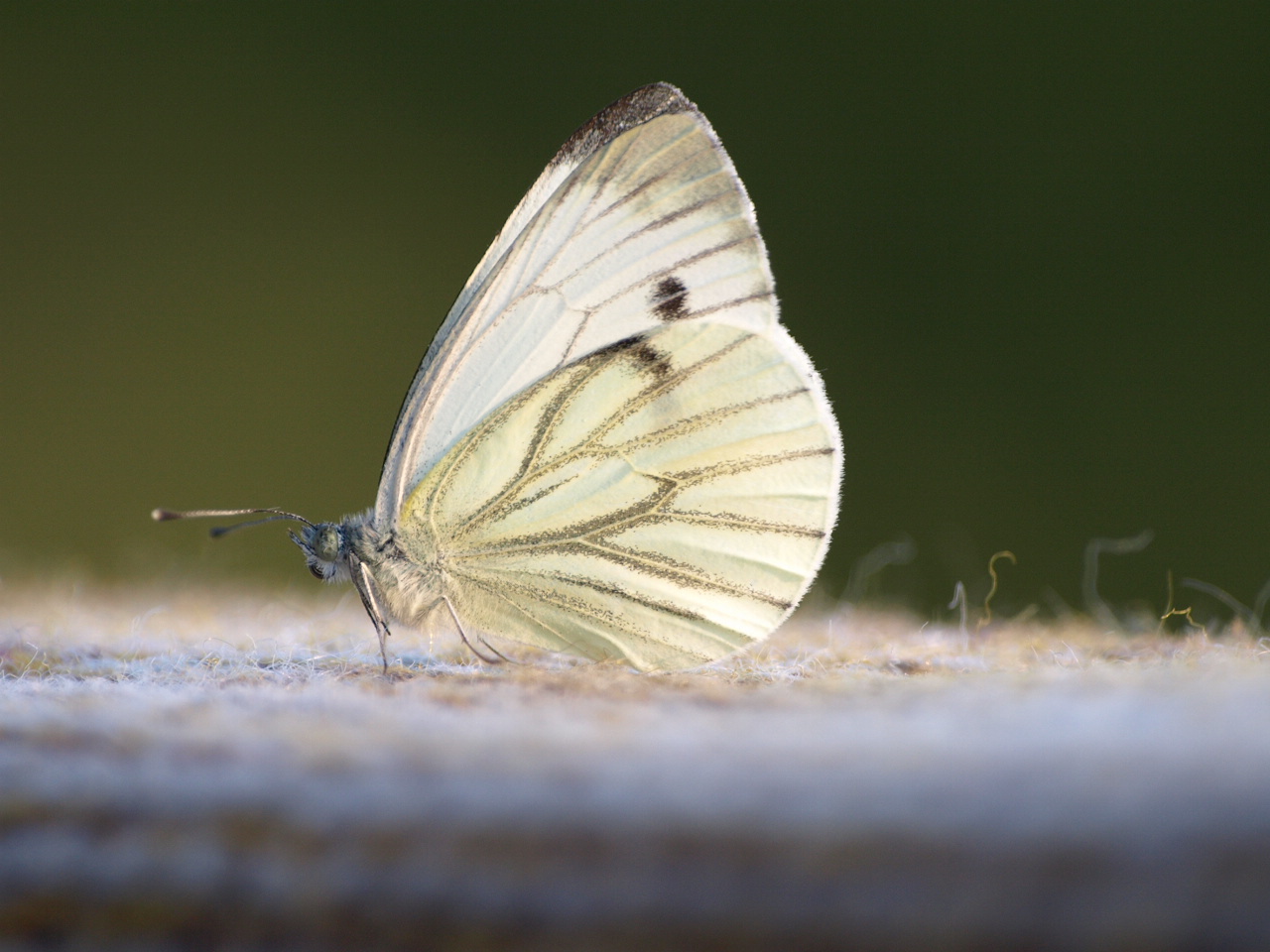 Pieris brassicae L. 2