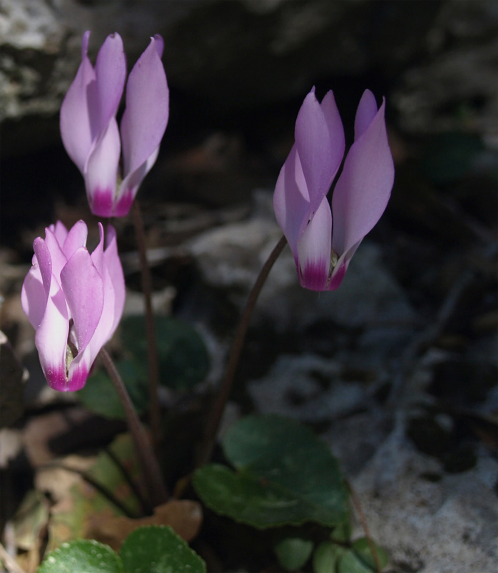 cyclamen