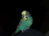 Budgie close up by Eamonn Shanks