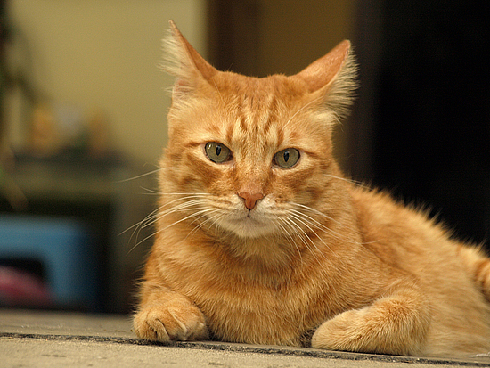 Ginger (Cat)