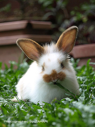 Angora Lop Ear Rabbit