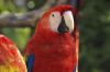Macaw by Derek Norman