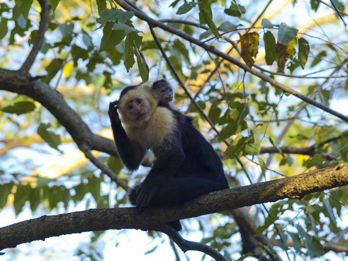 White Headed Capuchin With Baby