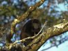 Howler Monkey in Costa Rica by Derek Norman