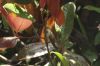 Hummingbird Perched by Derek Norman