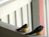Swallows by Derek Norman
