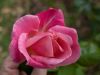 Rose 1 by Wayne Burnside