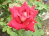 Roses by Rick Johnson