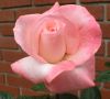 Roses 2 by Rick Johnson
