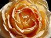 Creamy rose by Rachel Kneubuhler