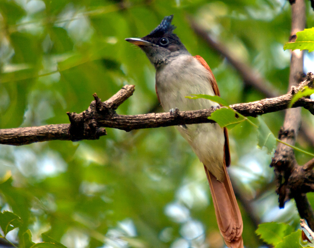 Paradise Flycatcher - Female