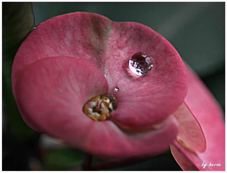 Water Drop on Pink Flower