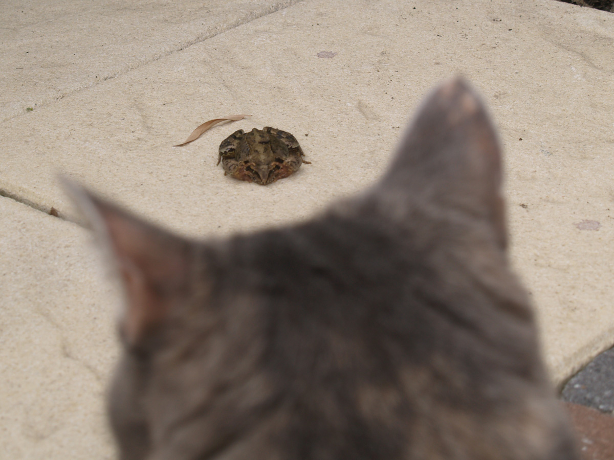 Mara meets her first frog