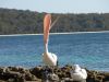 Pelican laughing