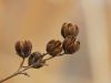 seed pods by Allen Barth