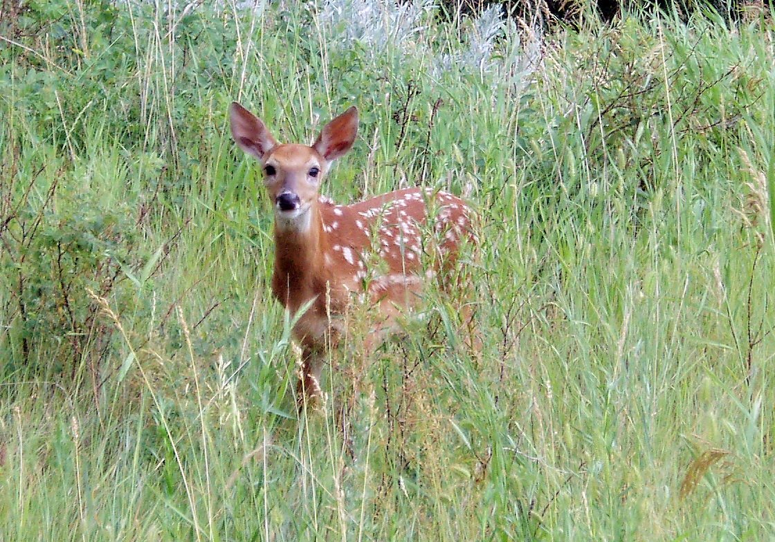 Deer