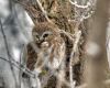Pygmy Owl by Neil Macleod