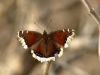 Butterfly by Neil Macleod