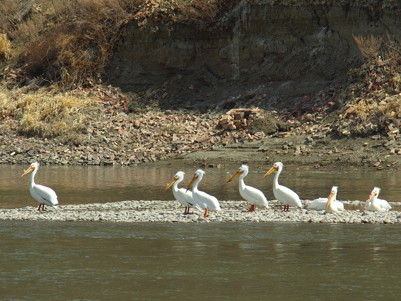 Pelican