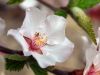 Cheery Blossom by Neil Macleod