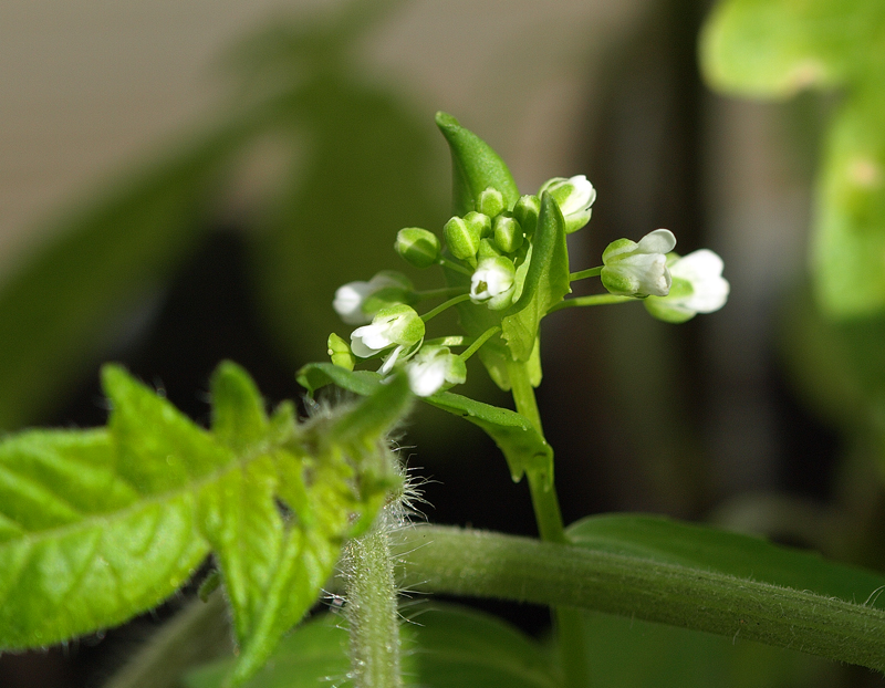 First Garden flowers