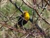 Yellow Head Black Bird by Neil Macleod