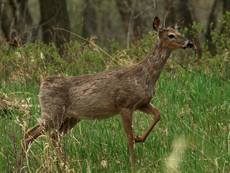 Deer (3)