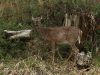 Deer (4) by Neil Macleod