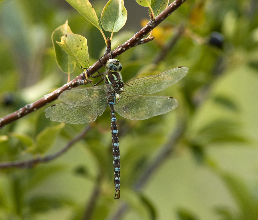 Dragonfly (2)