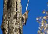 Woodpecker by Neil Macleod