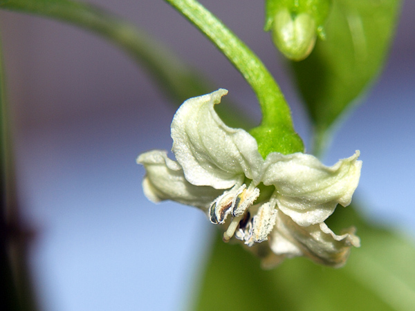 Capsicum