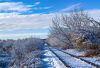 Snow Tracks by Neil Macleod