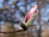 Magnolia Bud by Mark Lannutti