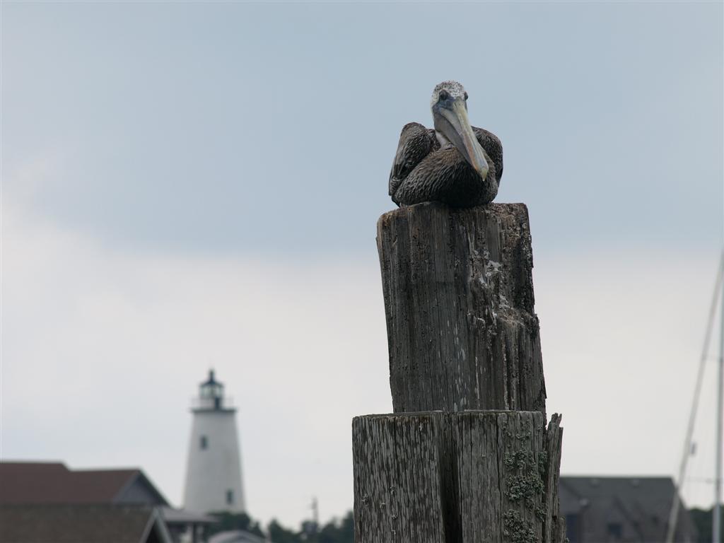Ocracoke Pelican