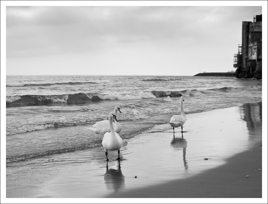 Swans on the beach