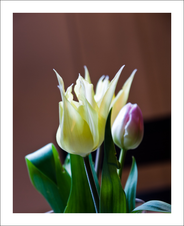 Tulipe set