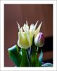 Tulipe set by Jes Consuegra