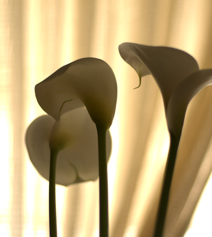 Backlit flowers