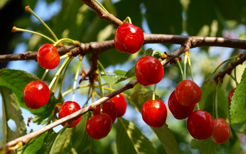 cherries