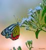 Butterfly by Arun Prabhu