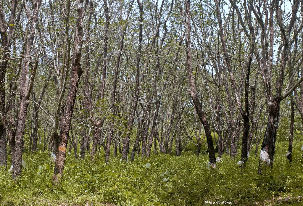 Narural Rubber Trees - Karnataka - India