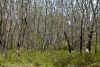 Narural Rubber Trees - Karnataka - India by Arun Prabhu