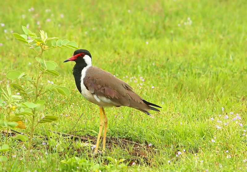 Red-wattled Lapwing (2)