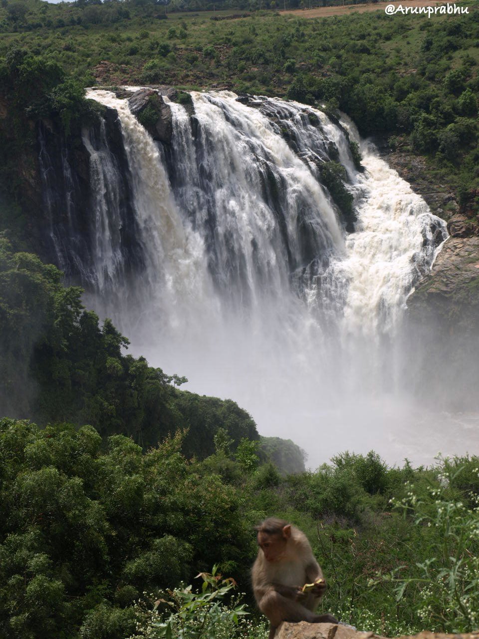 A monkey at Bharachukki Falls!