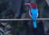 White Throated Kingfisher - 1 by Arun Prabhu