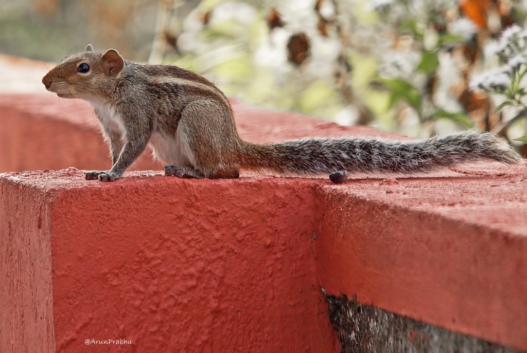 Indian Palm Squirrel (3)