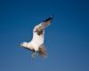 Bird in Flight by Jason Gordon