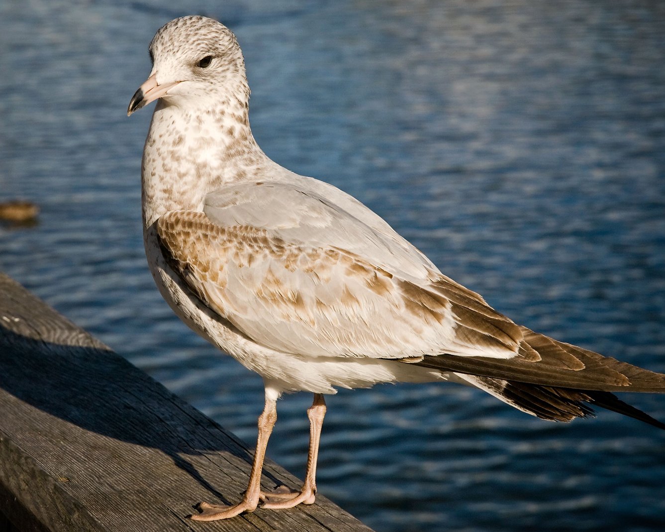 Friendly Seagull